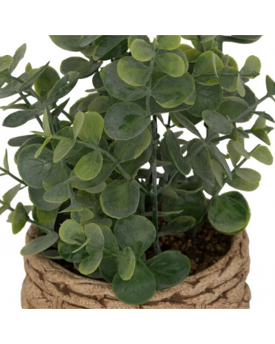 Pot eucalyptus