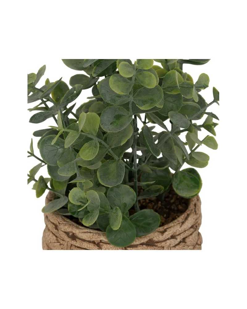 Pot eucalyptus