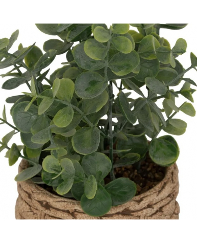 Pot eucalyptus
