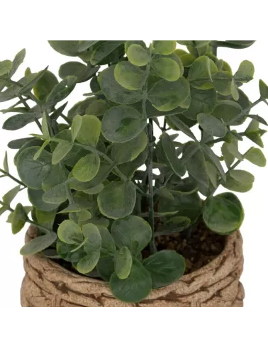 Pot eucalyptus