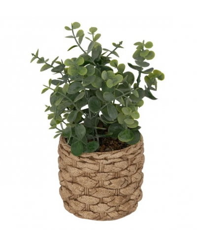 Pot eucalyptus
